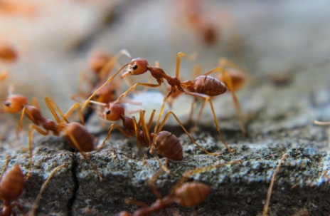 fire ants