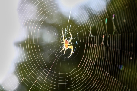 spider on web