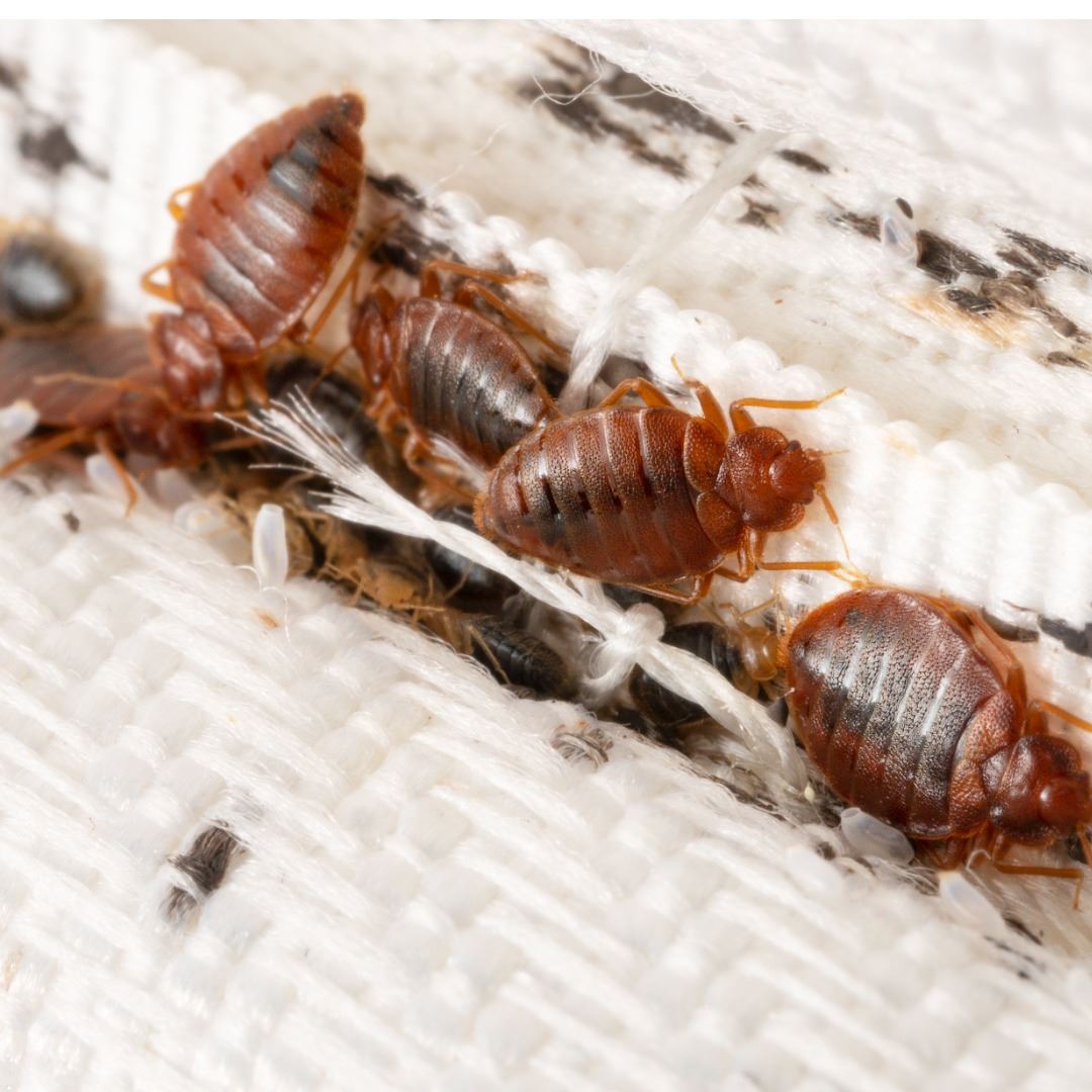 How do I protect my home from bed bugs?
